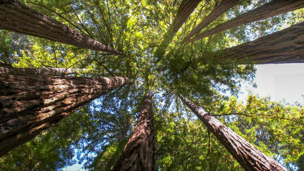How Our Tree Care Process Works  in  Fairfax, CA