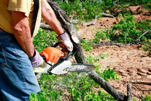 Reliable Fairfax, CA Tree Removal Solutions